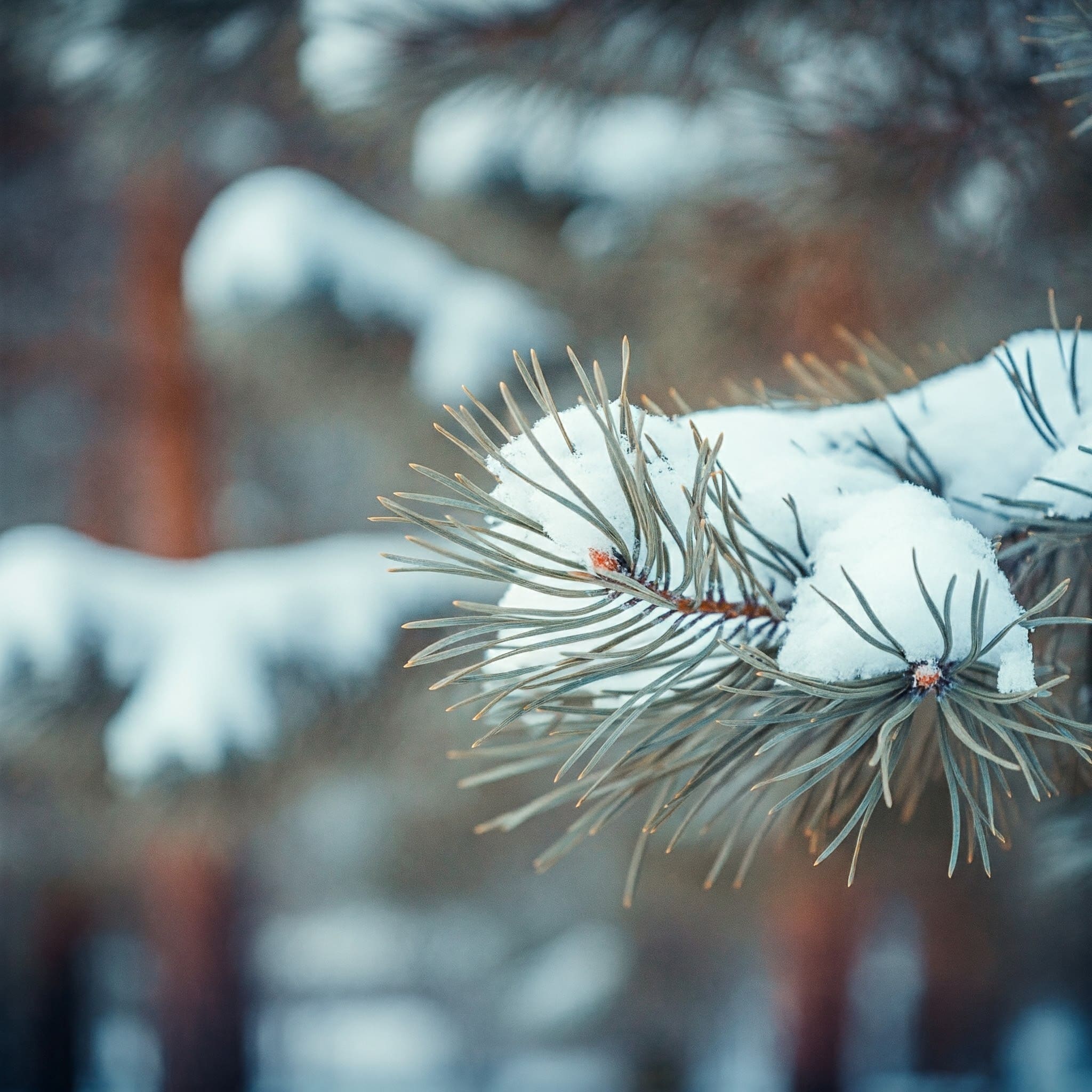 Winter Collection